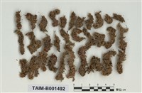 藏品(中位泥炭苔)的圖片